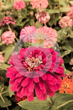 Classic violet pink flower