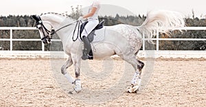 Classic White dressage horse. Equestrian sport. Dressage of horses in the arena. Sports stallion in the bridle