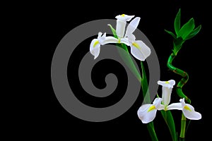 Classic white iris flowerS and lucky bamboo plant on black backdrop