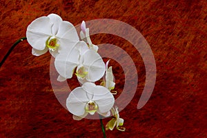 Classic white phalaenopsis orchids against dark red grunge background