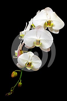 Classic white phalaenopsis orchids on dark background
