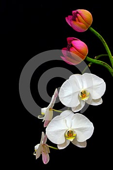Classic white phalaenopsis orchids and a pair of oriental pink lotus buds against dark background