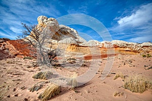 Classic White Pocket Vermillion Cliffs National Monument Sandstone scene