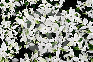 Classic white poinsettia flowers in full bloom, Christmas flowers