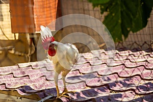 Classic white roosters with red crests on their heads