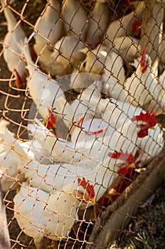 Classic white roosters with red crests on their heads