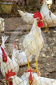 Classic white roosters with red crests on their heads