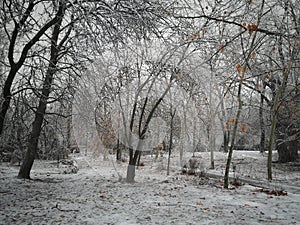 Classic winter picture of a frozen empty park