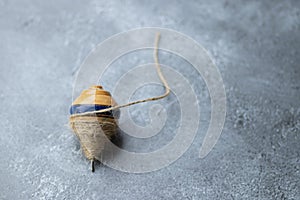 Classic wooden spinning top toy with string