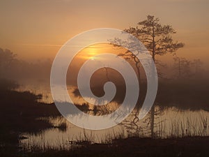 Classical marsh landscape, early morning photo