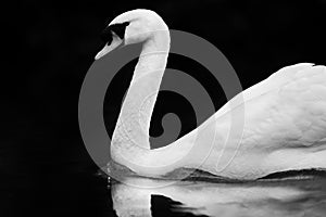 Classical Portrait of Swan