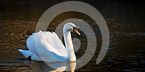 Classical Swan