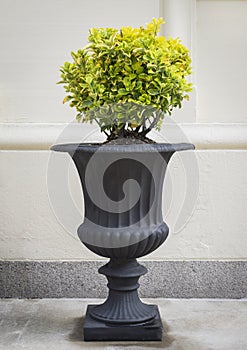 Classical Urn with Round Topiary