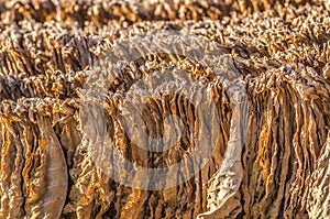 Classical way of drying tobacco in Anatolia, Turkey