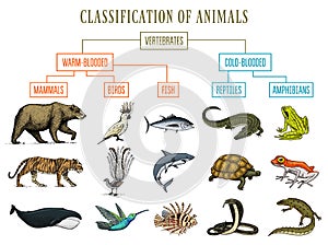 Classification of Animals. Reptiles amphibians mammals birds. Crocodile Fish Bear Tiger Whale Snake Frog. Education