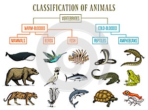 Classification of Animals. Reptiles amphibians mammals birds. Crocodile Fish Bear Tiger Whale Snake Frog. Education
