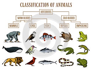 Classification of Animals. Reptiles amphibians mammals birds. Crocodile Fish Lion Whale Snake Frog. Education diagram of