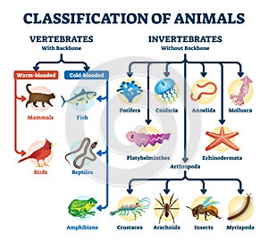 Classification of animals vector illustration. Labeled division order scheme