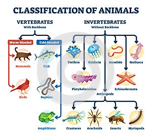 Klasifikácia z zvieratá vektor ilustrácie. označený divízie systém 