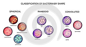 Classification of bacteria by form photo