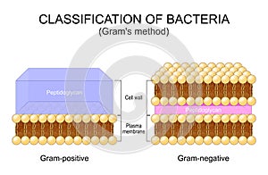 Classification of bacteria. Grams method. Gram-positive and Gram-negative bacterium