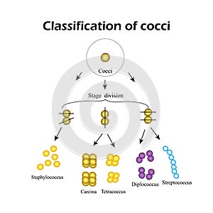 Classification of cocci bacteria. Infographics. Vector illustration