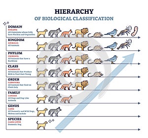 Classification of living things with biological hierarchy outline diagram