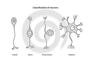 Classification of neurons a set of line icons in a vector, illustrating the types of neurons includes unipolar and