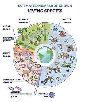 Classification of plant kingdom with estimated species count outline diagram photo