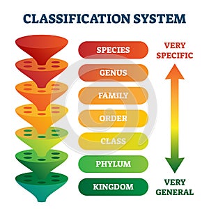 Classification system vector illustration. Labeled taxonomic rank scheme.