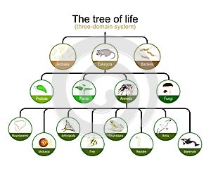 Classification of tree of life. three-domain system. Phylogenetic and symbiogenetic