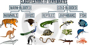 Classification of vertebrates animals. Mammals, birds, reptiles, amphibians, fish.