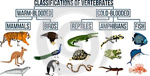 Classification of vertebrates animals. Mammals, birds, reptiles, amphibians, fish. photo