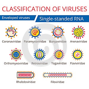 Classification of viruses. Enveloped viruses. photo