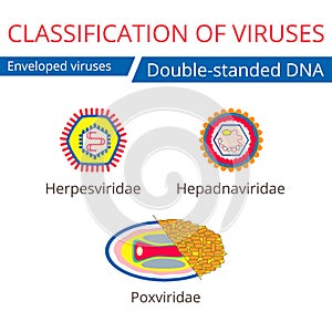 Classification of viruses. Enveloped viruses. photo