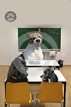 Classroom of dog school with teacher and pupils photo