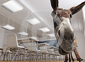 Classroom donkey