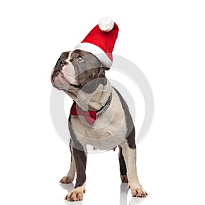 Classy american bully wearing santa hat looks up to side