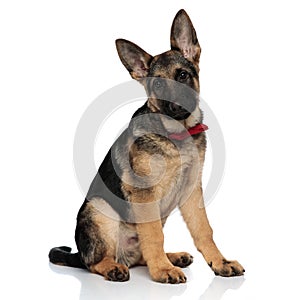 Classy german shepard wearing red bowtie sits