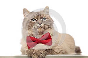 Classy grey cat with red bowtie lying with paws hanging