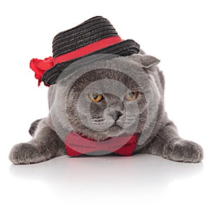Classy grey cat wearing black hat and red bowtie lying