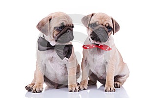 Classy seated pug couple wearing adorable bowties