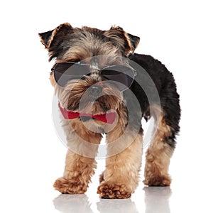 Classy yorkshire terrier wearing sunglasses looks down to side
