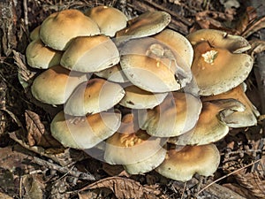 Claster of non-edible fungi