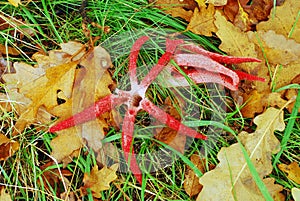 Clathrus archeri