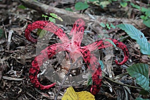 Clathrus archeri