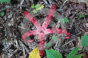 Clathrus archeri