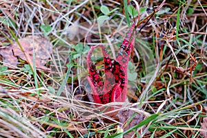 Clathrus archeri in its natural environment