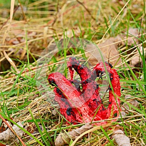 Clathrus archeri mushroom