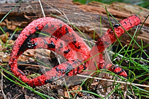 Clathrus archeri mushroom